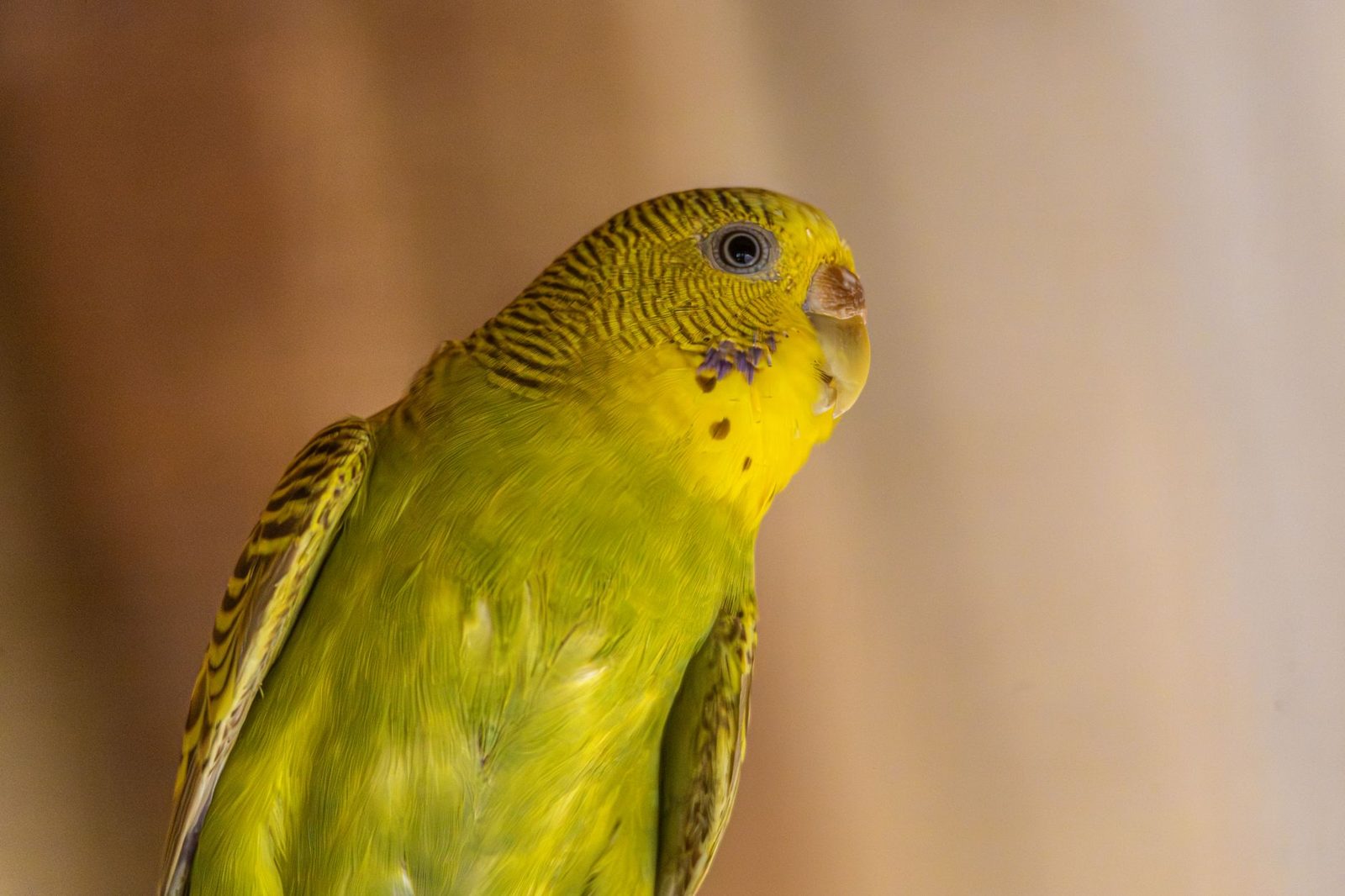 Green and yellow budgie