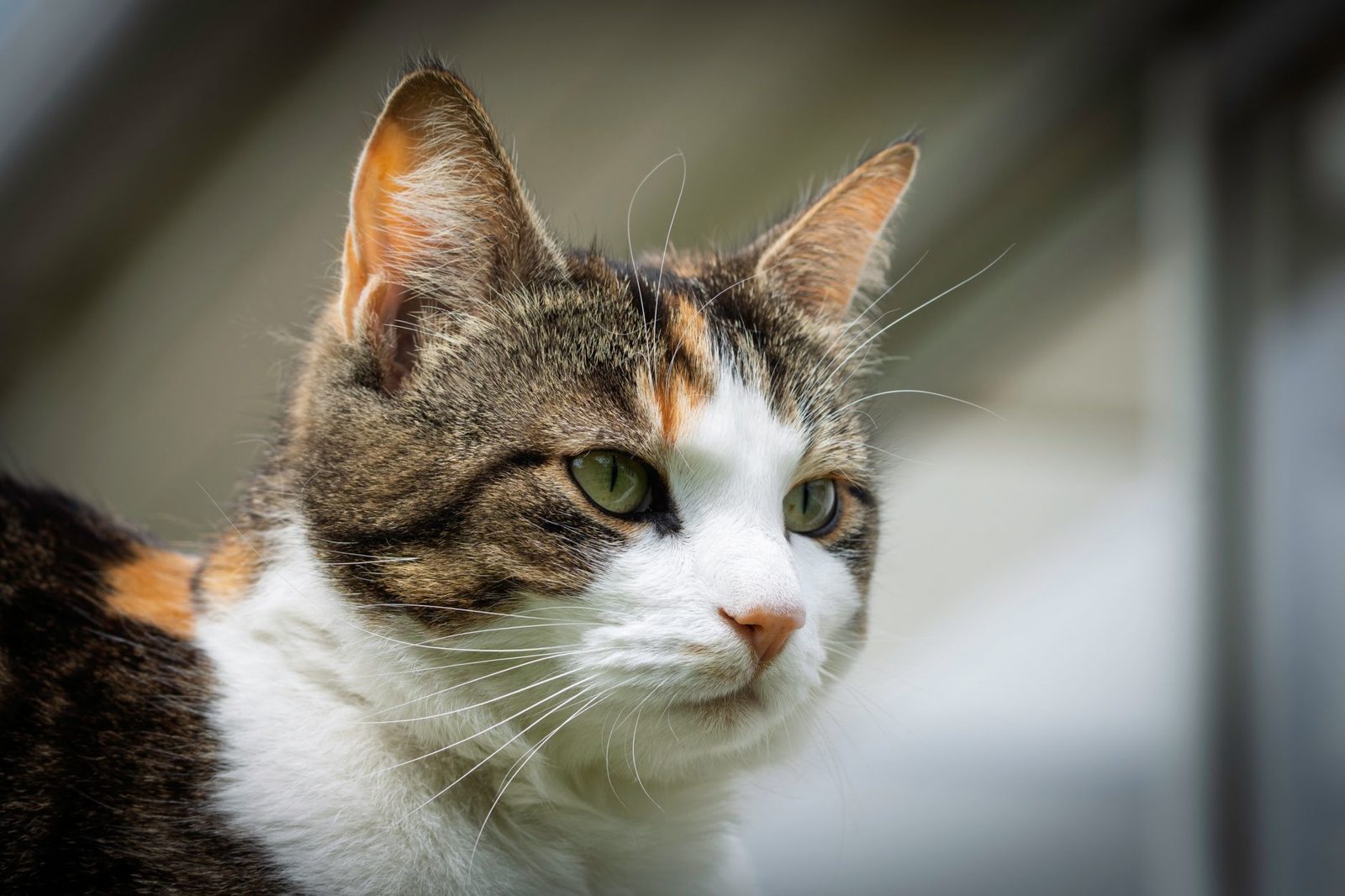 Calico cat looking at the camera