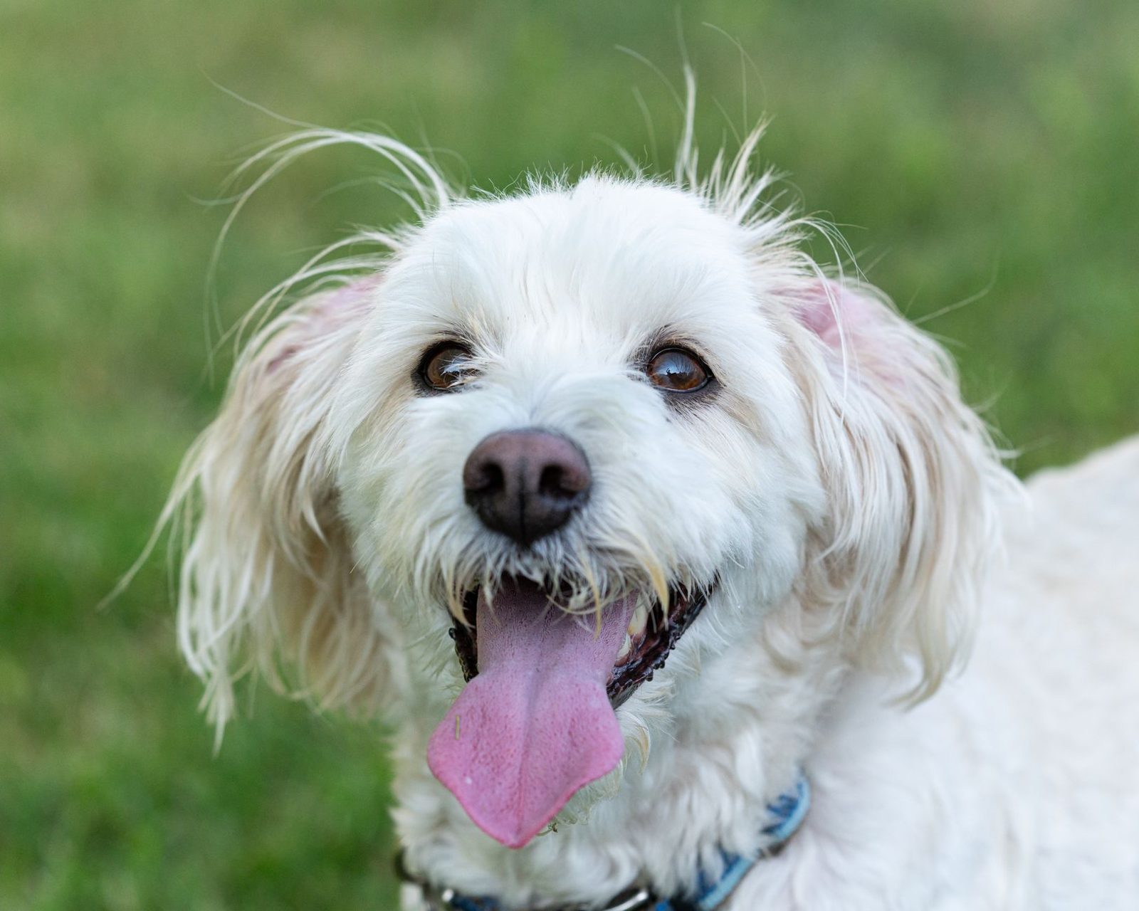 Happy white dog with its tongue out