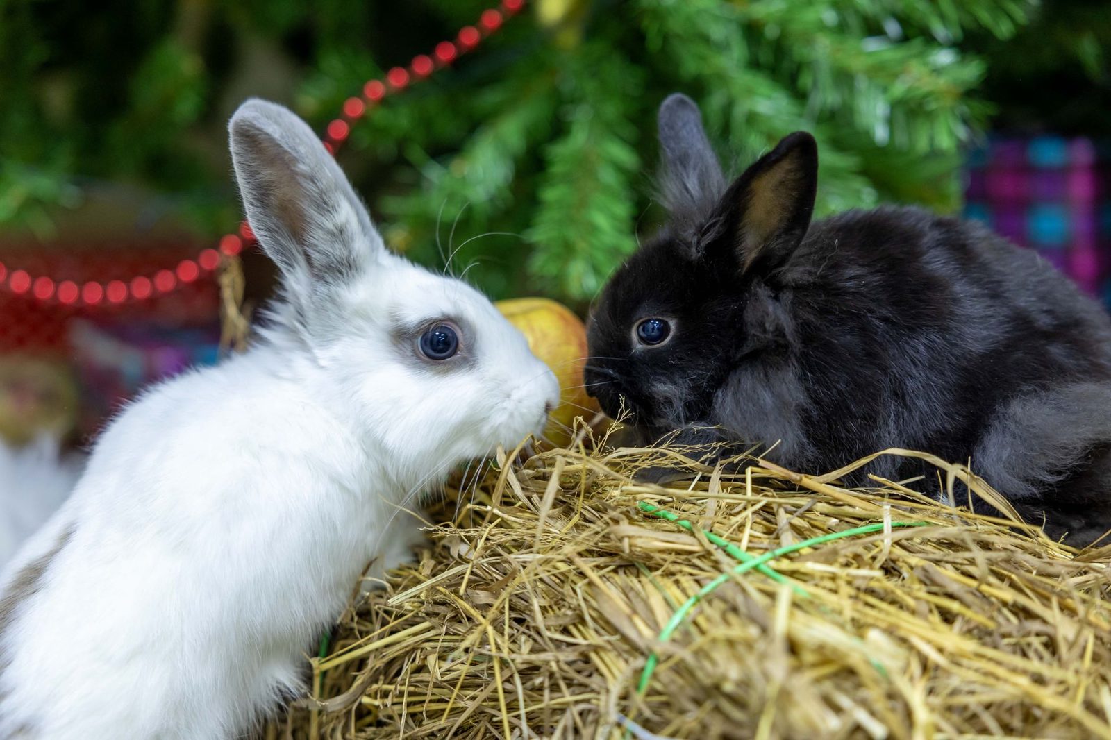 Two rabbits on a bed of hay