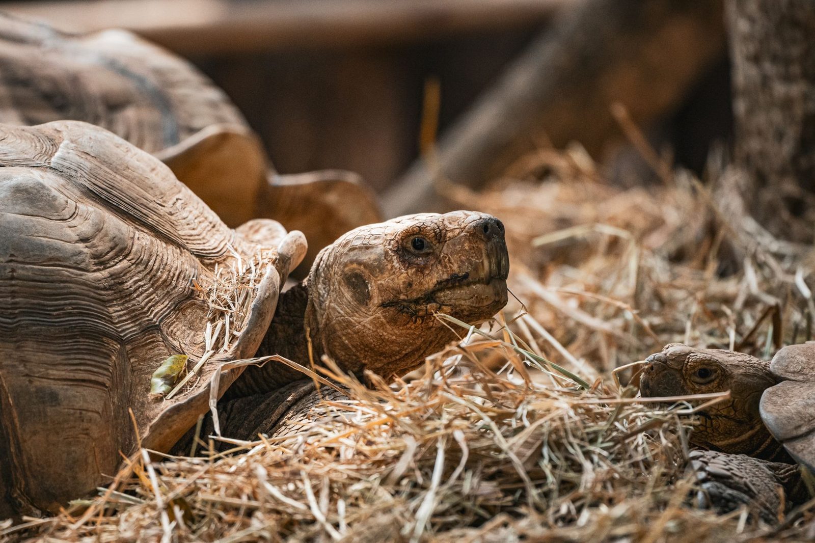Tortoise resting on hay
