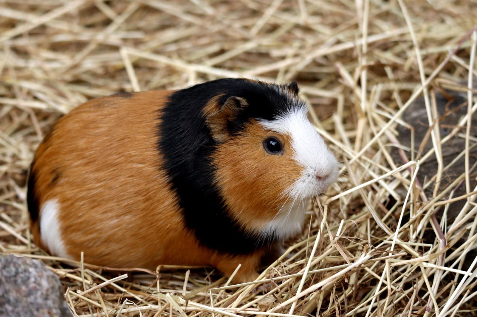 Guinea pig on straw